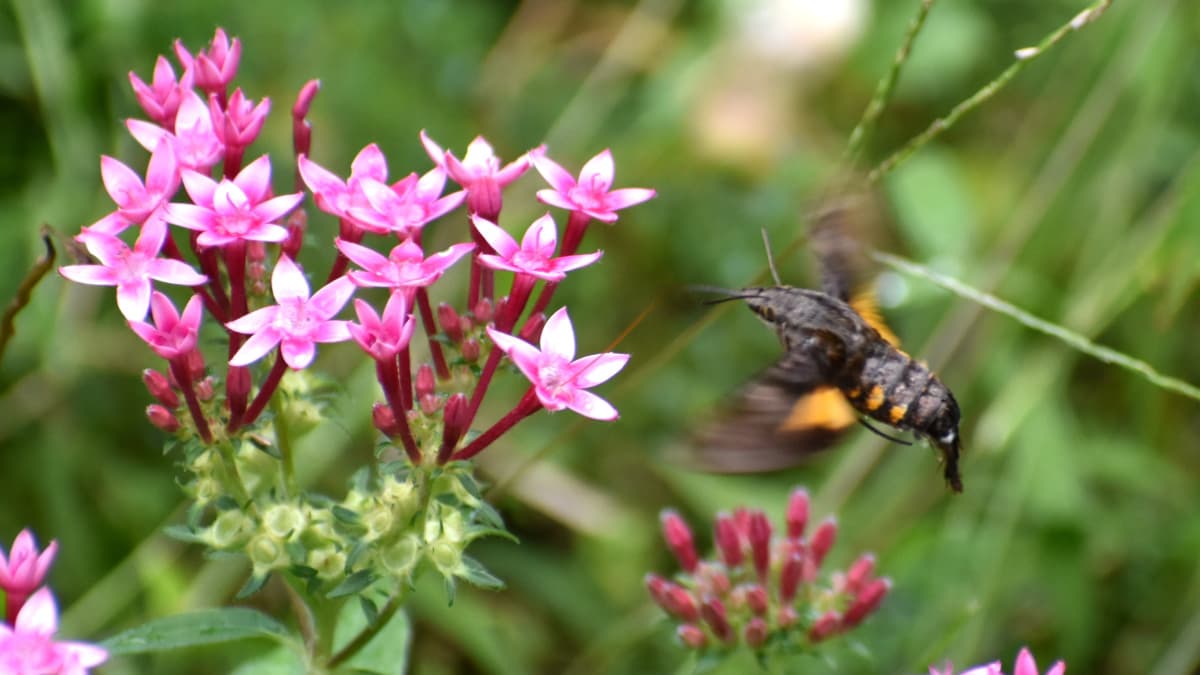 桃ペンタスの蜜を吸うホシホウジャク202210-32