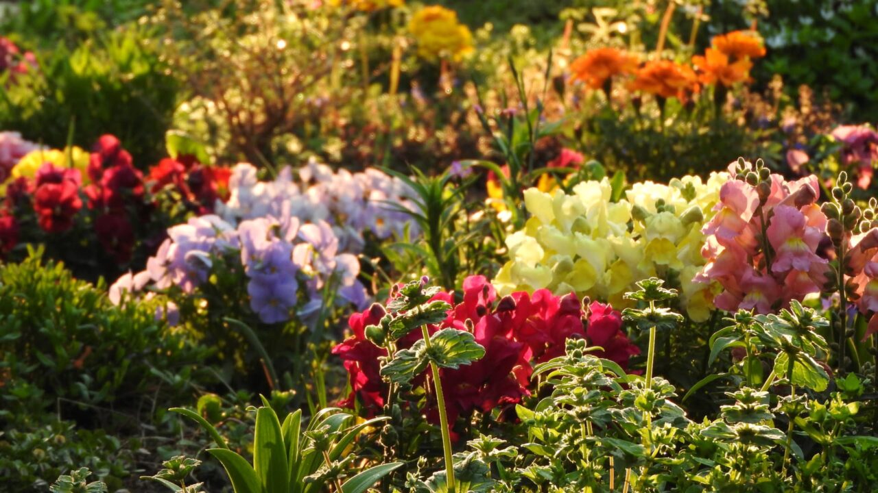 色とりどりの花々の中ひっそりと立つ仏の座201803