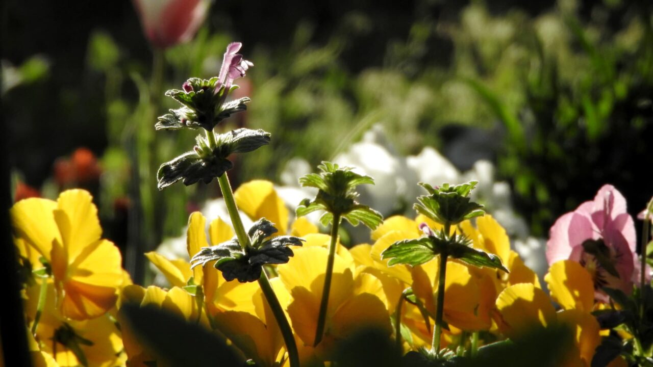 ビオラに踊る仏の座201803-2