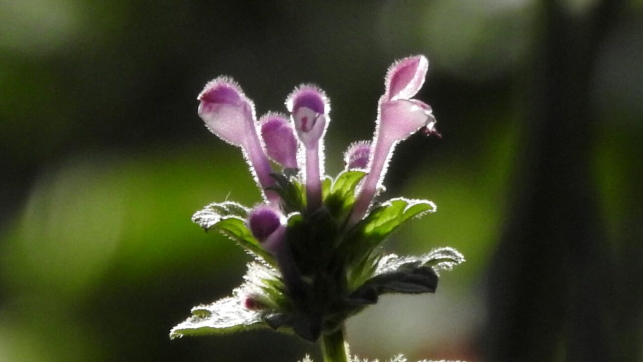 赤ちゃん龍が頭をもたげているような仏の座201803
