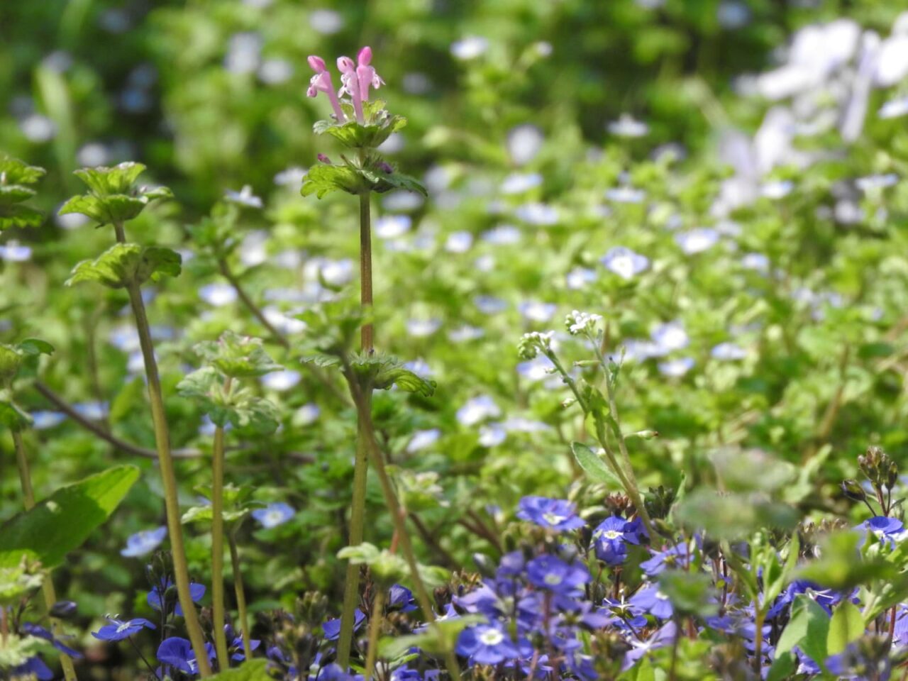 涼やかな仏の座201803-4