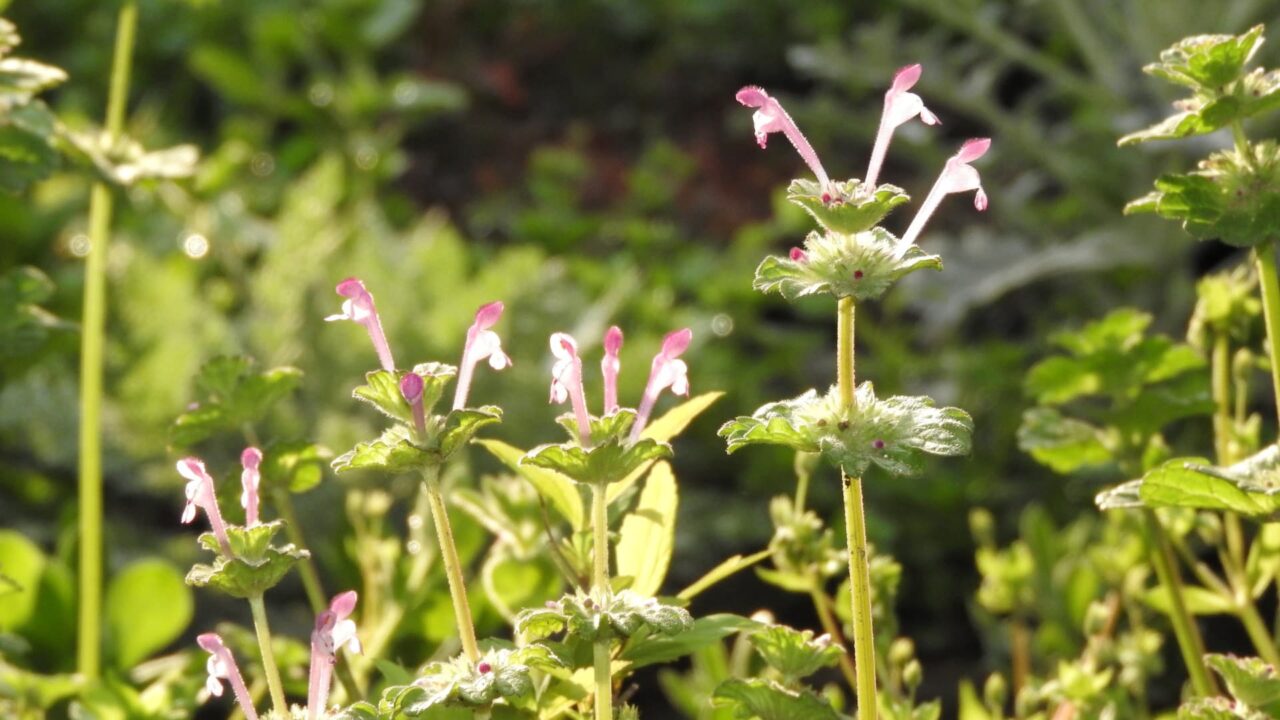 仏の座の群花201803-5