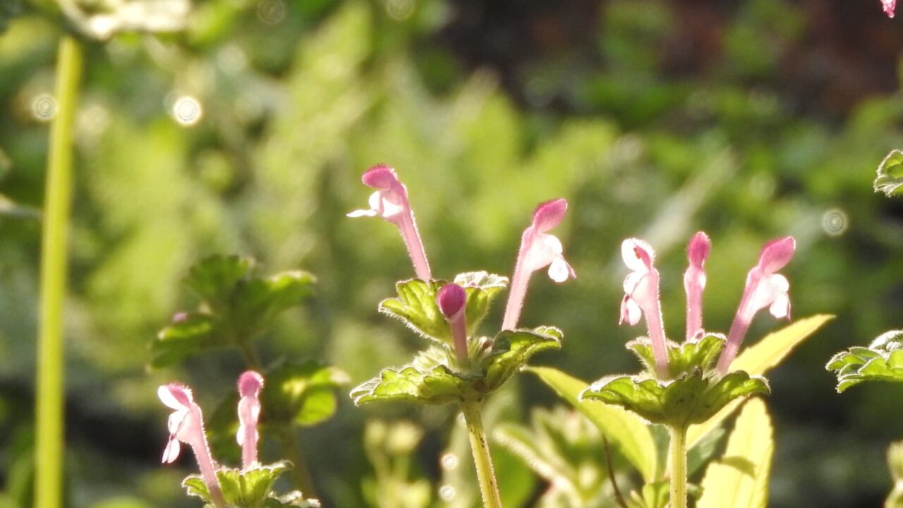 仏の座とオーブ201803