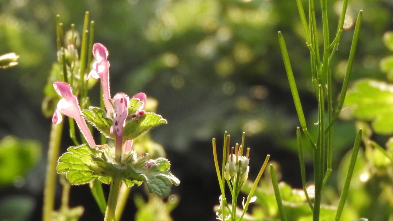 仏の座とタネツケバナとオーブ201803