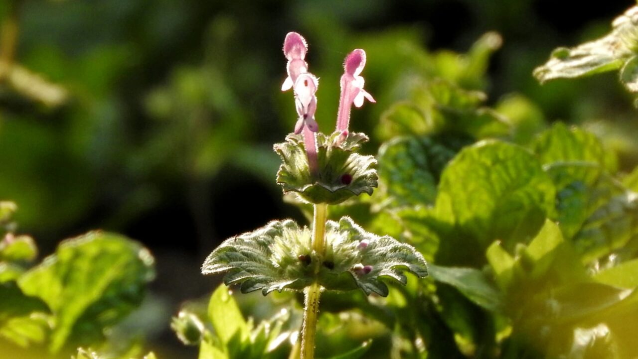 朝日に輝く仏の座201803