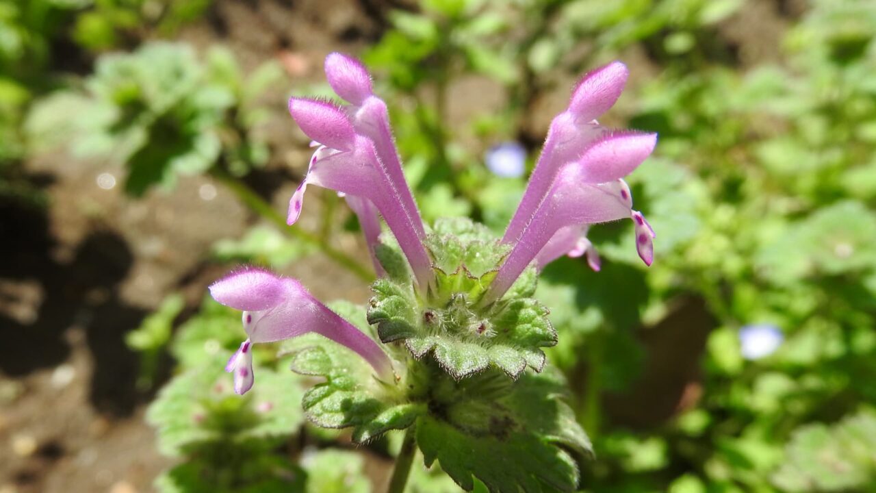 おキツネさんのような仏の座201803