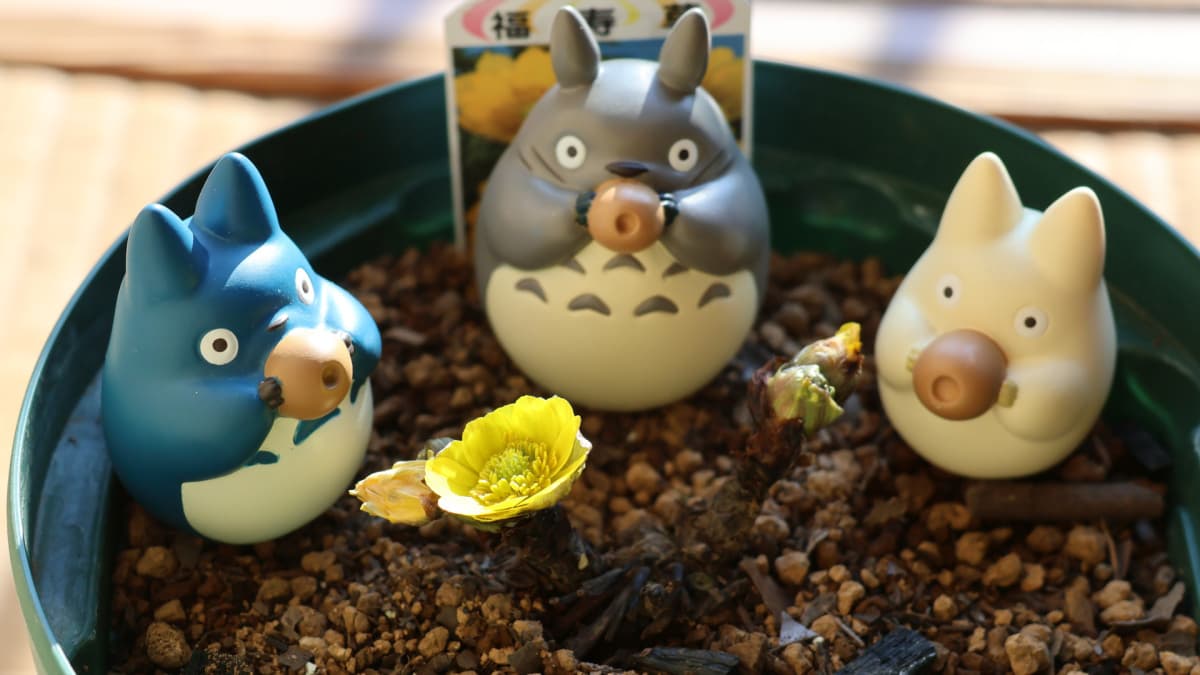 福寿草に乾杯トトロ20240131（キャッチ画像）