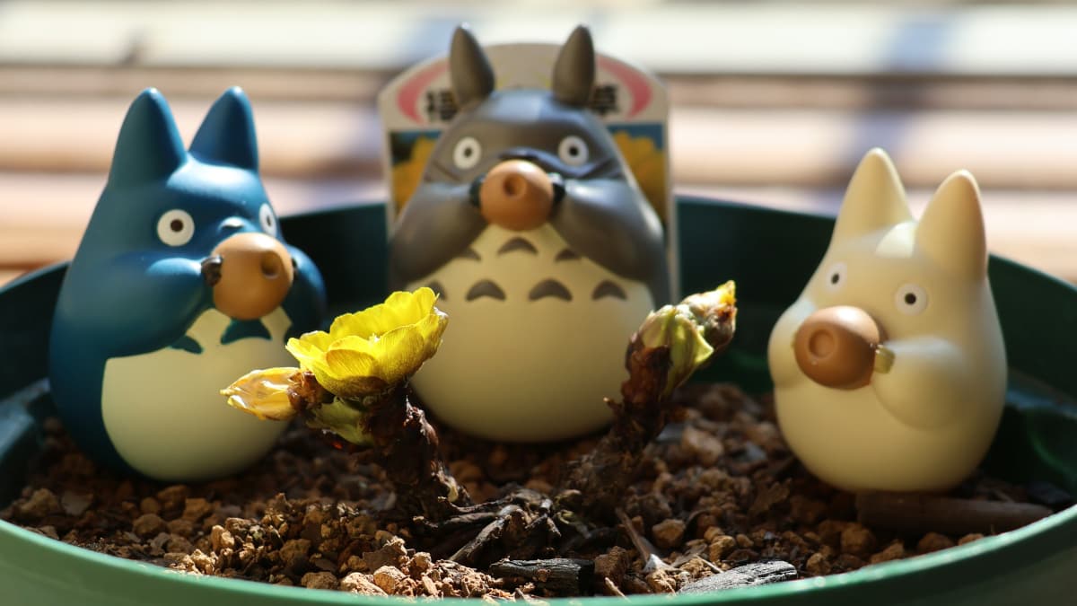 福寿草に乾杯トトロ20240131-2