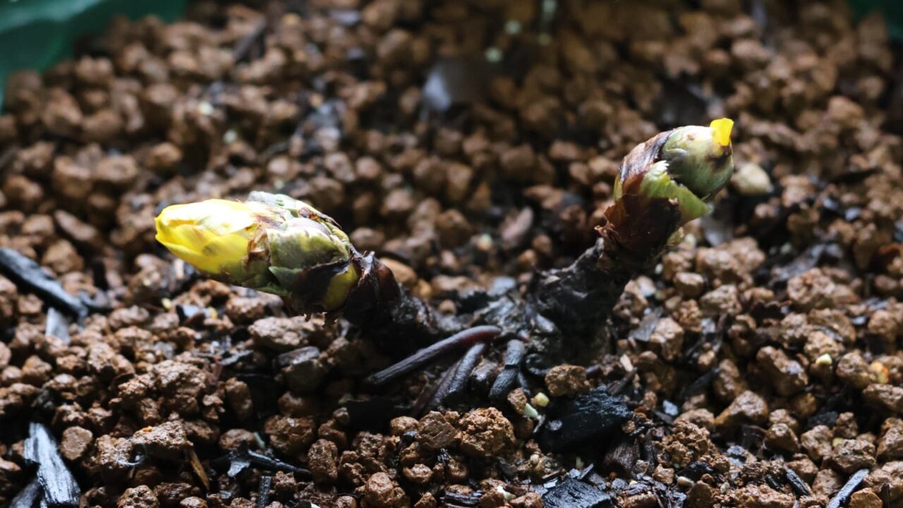 大地割りて芽を出す福寿草20240121