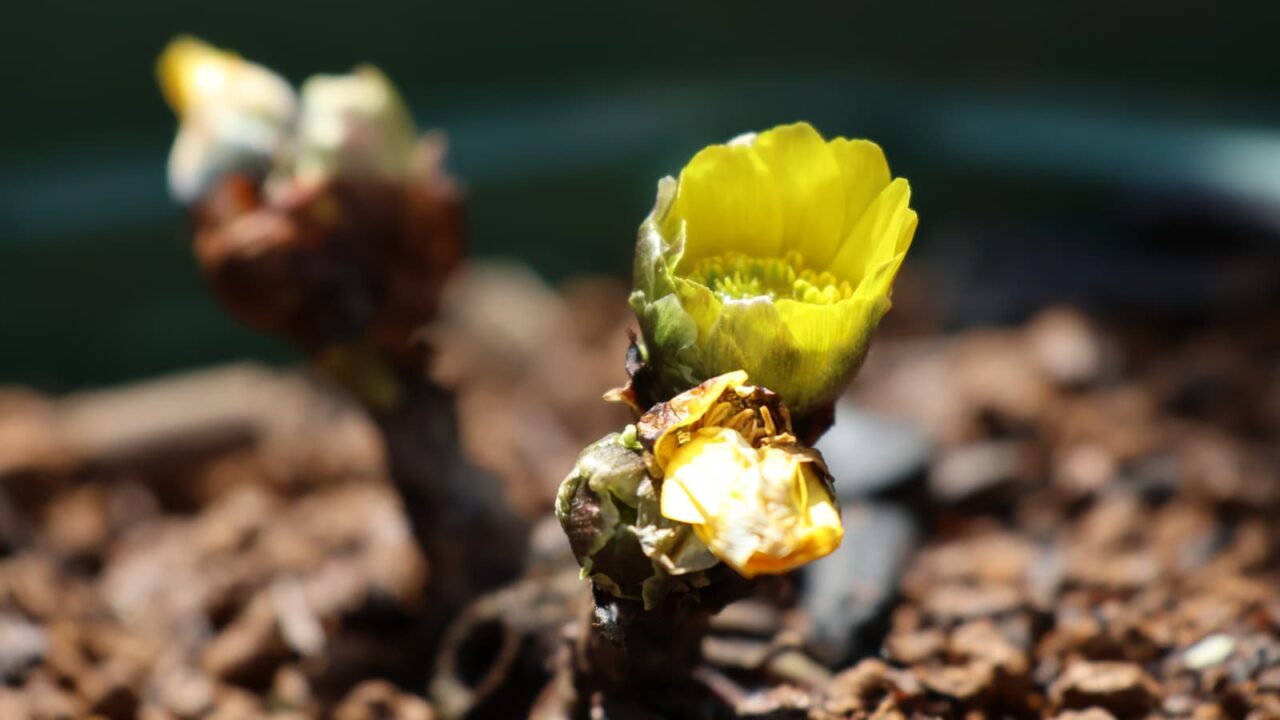 サーチライトのごとき福寿草20240130