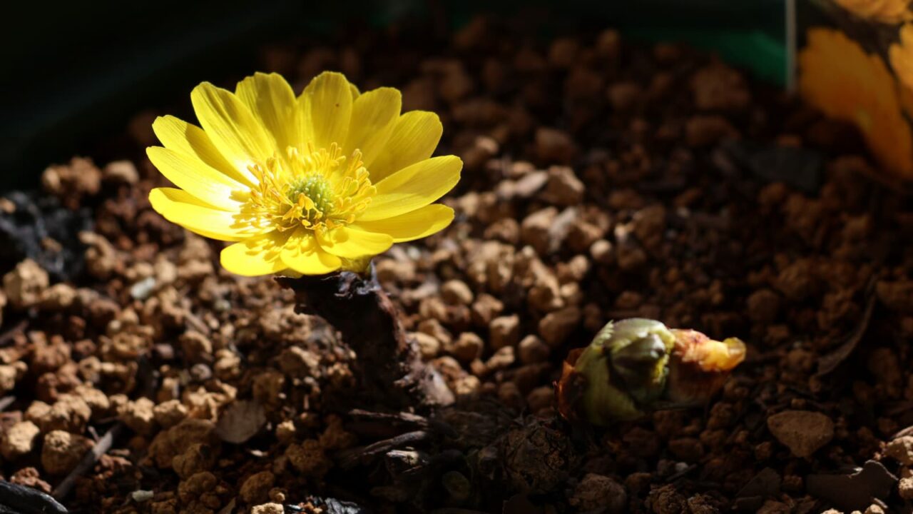 「神の光」福寿草20240208