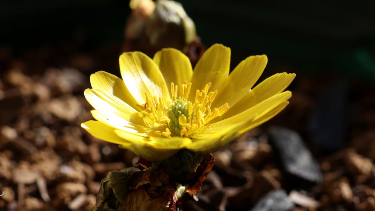 福寿草20240208（キャッチ画像）