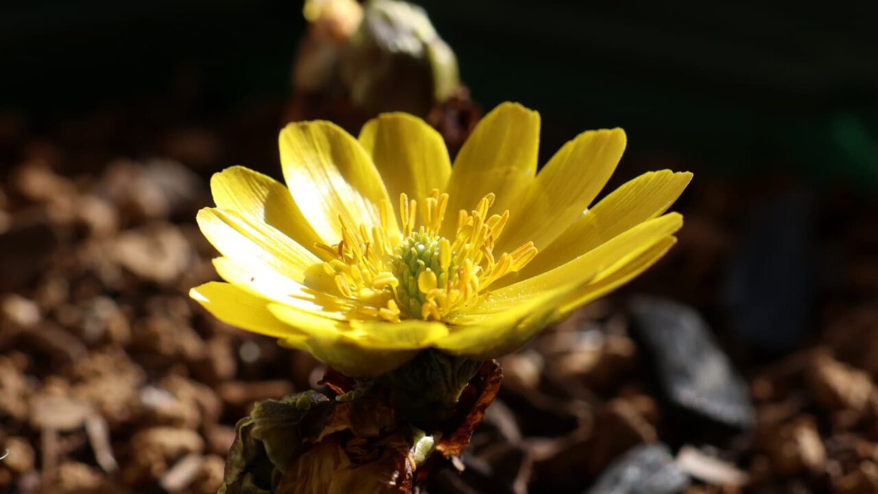 パラボラアンテナのごとき福寿草20240208