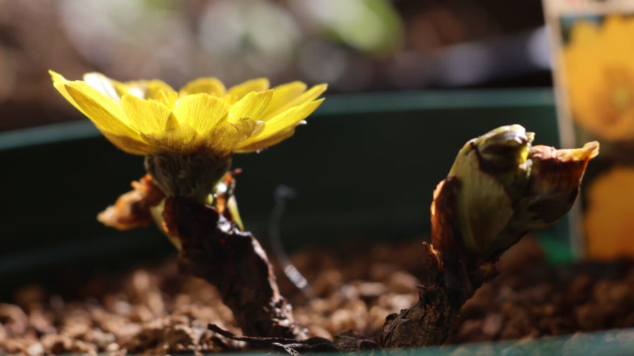 御猪口のごとき福寿草20240208-3