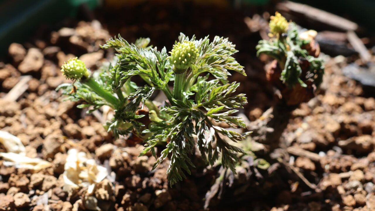 福寿草の花後20240301