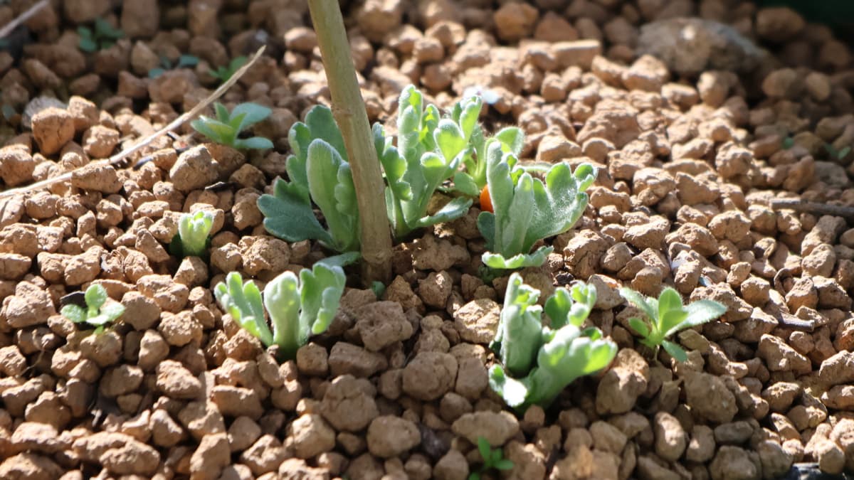 風車菊の冬至芽202512