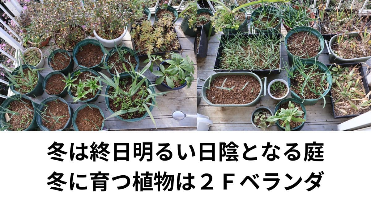 ２Ｆベランダ鉢植物202512（キャッチ画像）