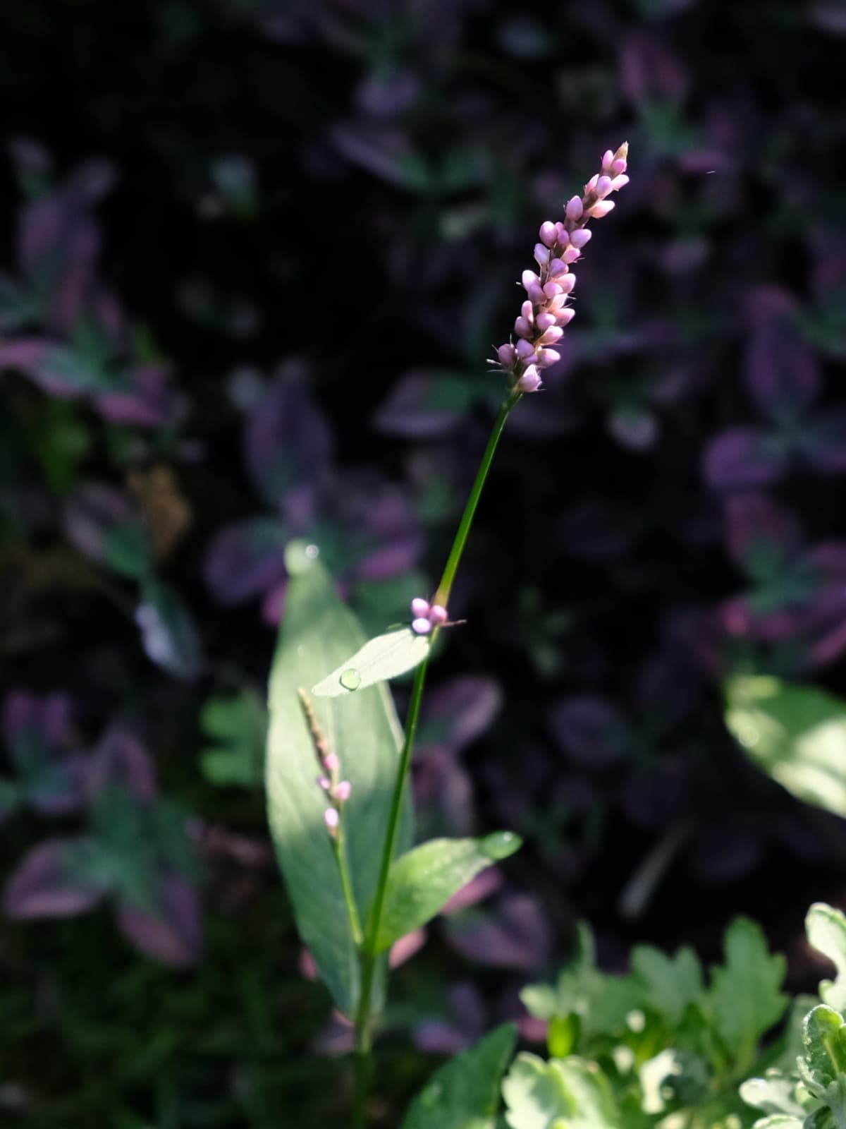 イヌタデの花1本20180625