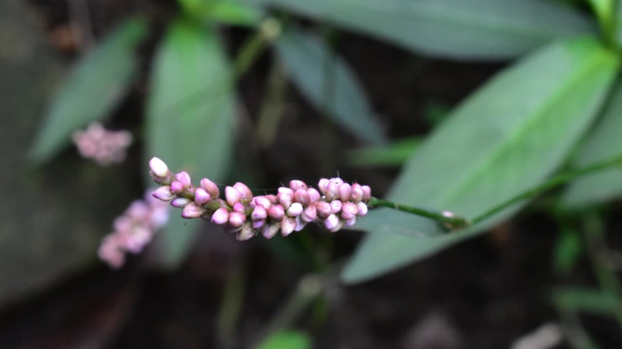 イヌタデ花(紅白混じり)20190829