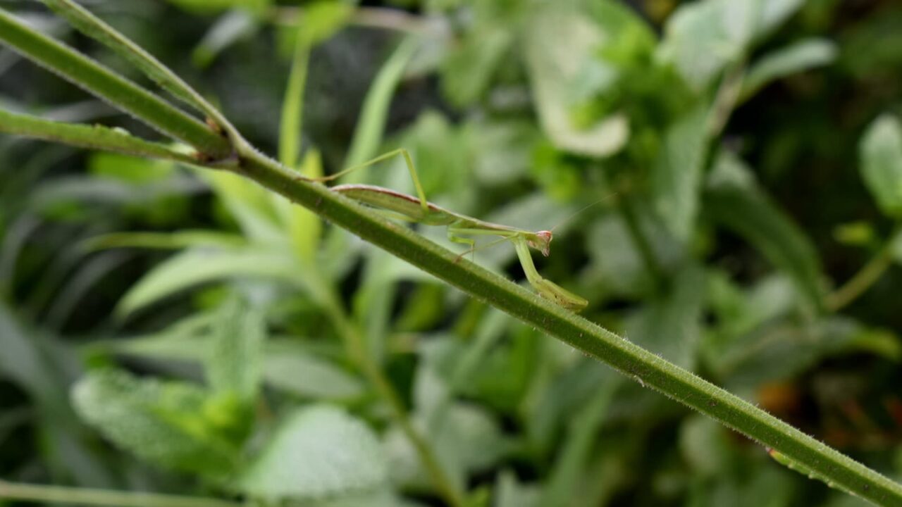 長い茎の上を渡る螳螂20210703-1