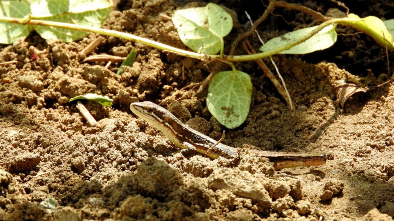 尻尾の切れたカナヘビ20171001-2