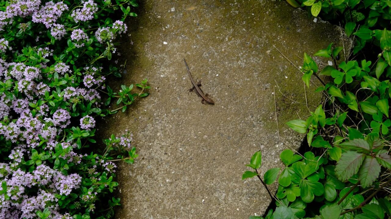 タイムの森から出てきたカナヘビ20190502