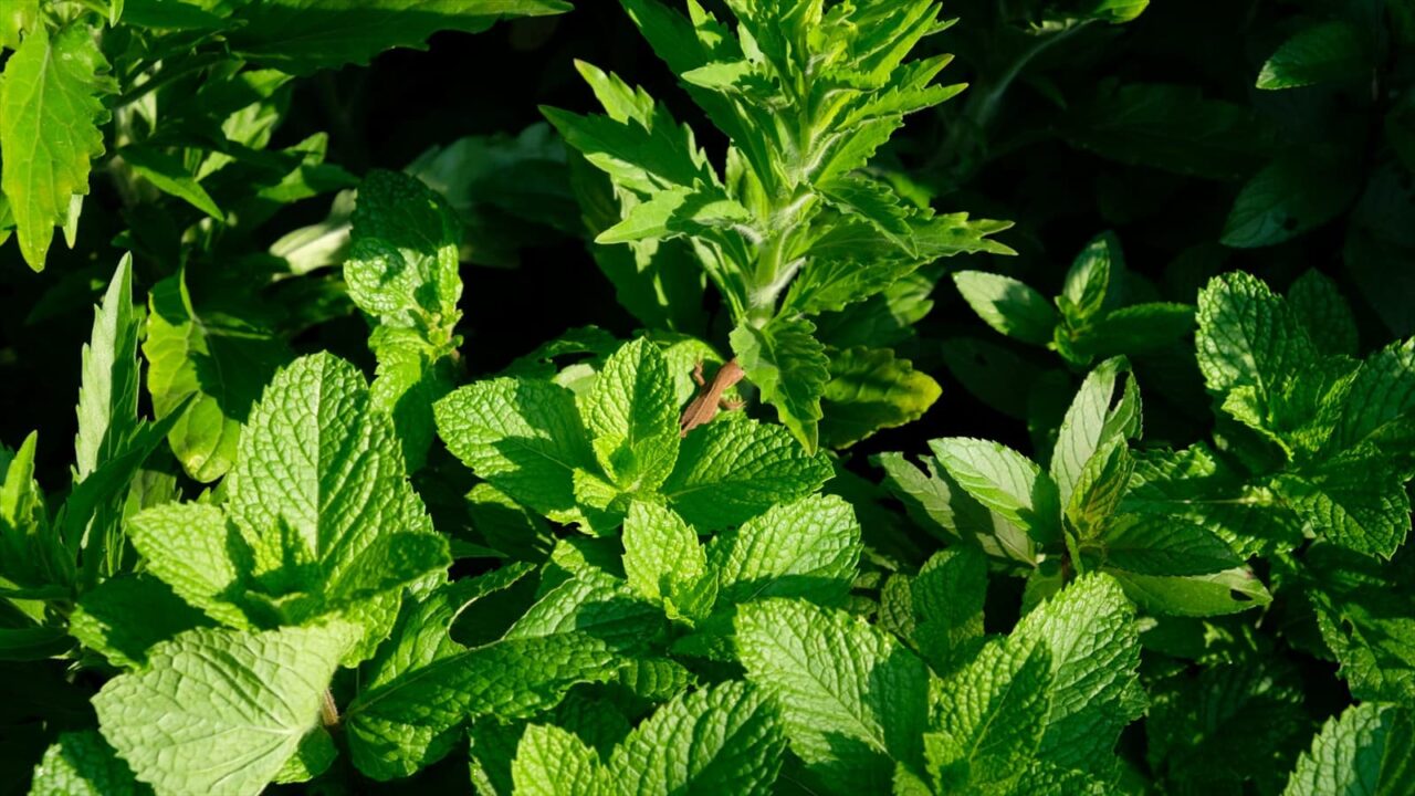 スペアミントの森の中にカナヘビ20190527-1