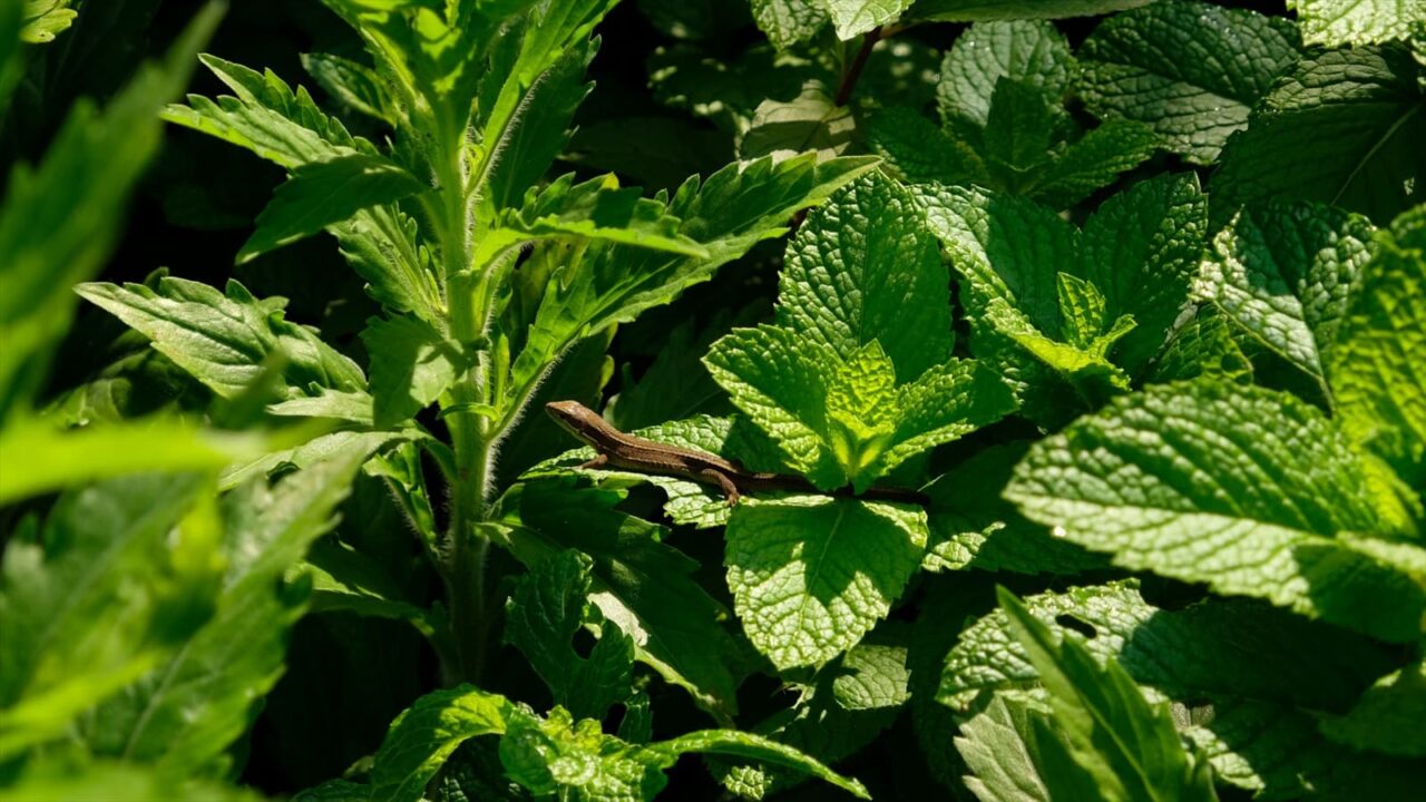 スペアミントの森の中にカナヘビ20190527-2