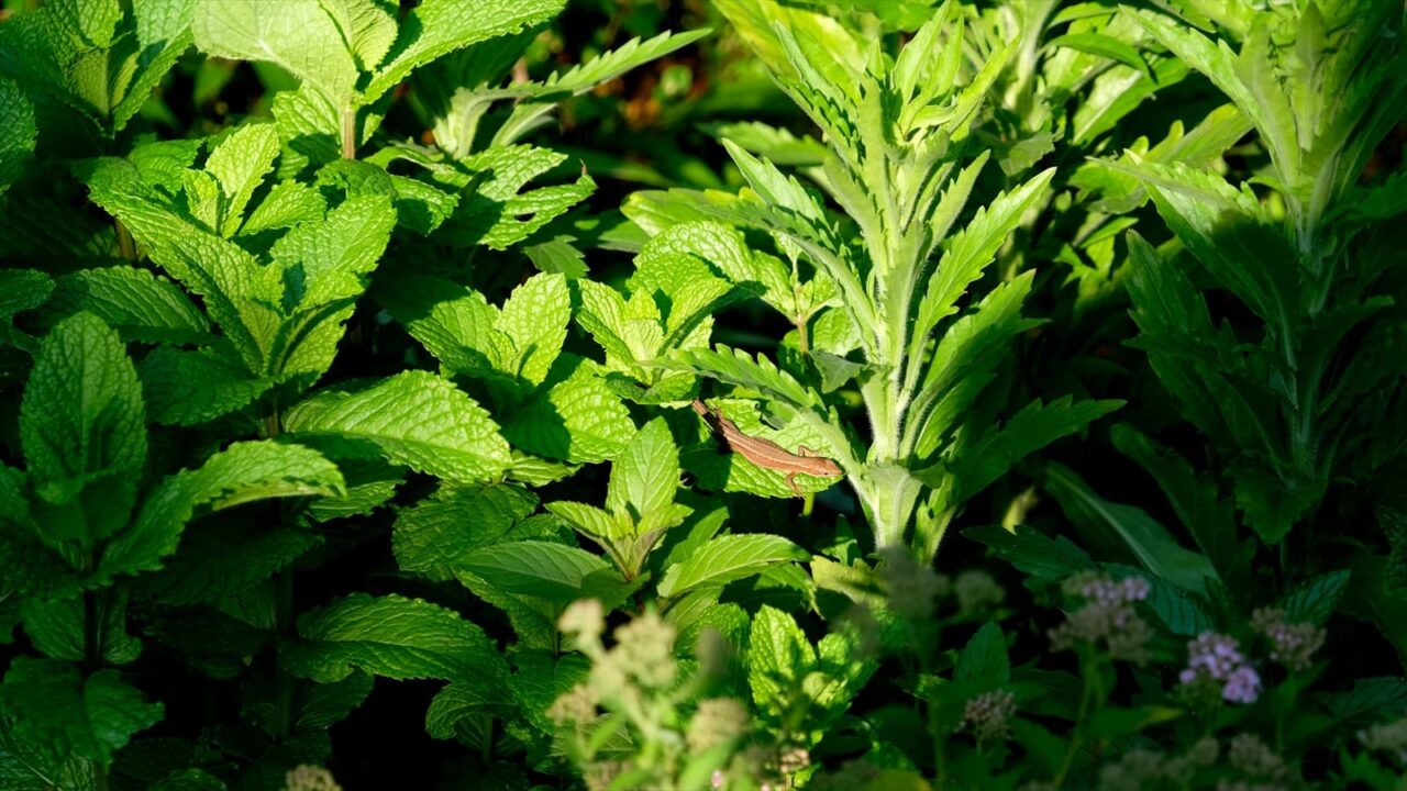 スペアミントの森の中にカナヘビ20190527-3