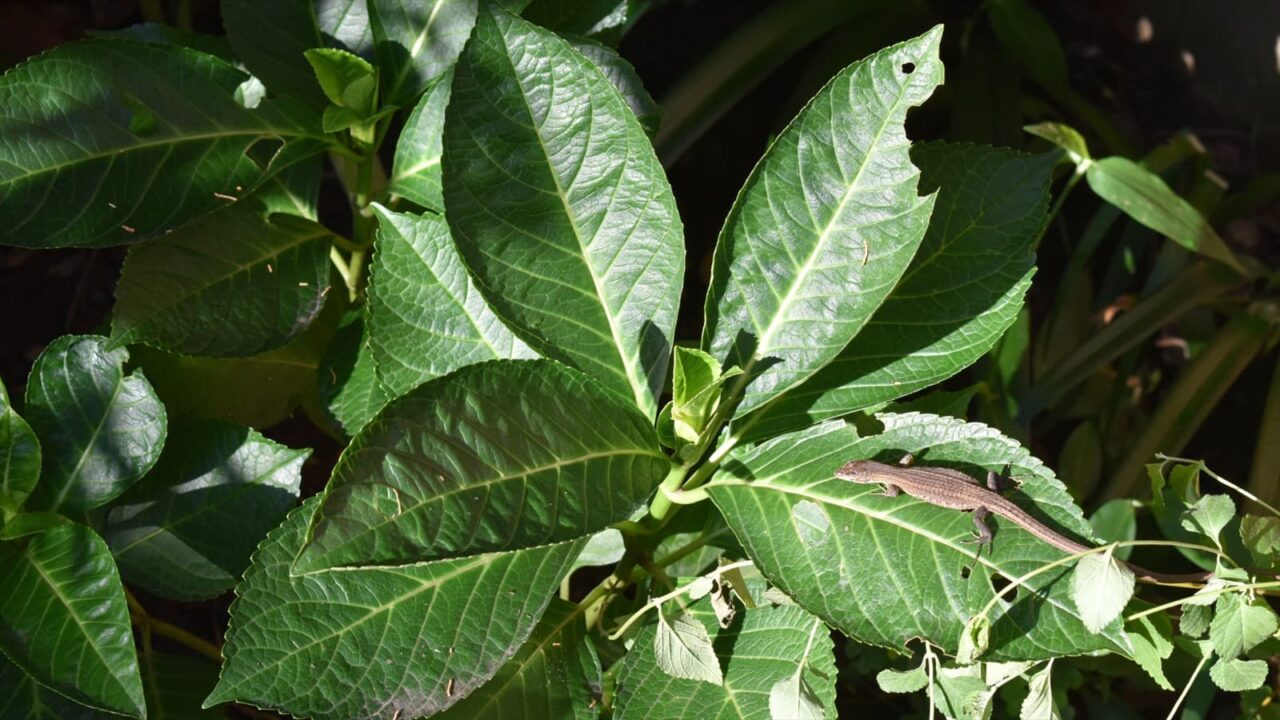 アジサイの葉の上で日向ぼっこのカナヘビ20190912-1