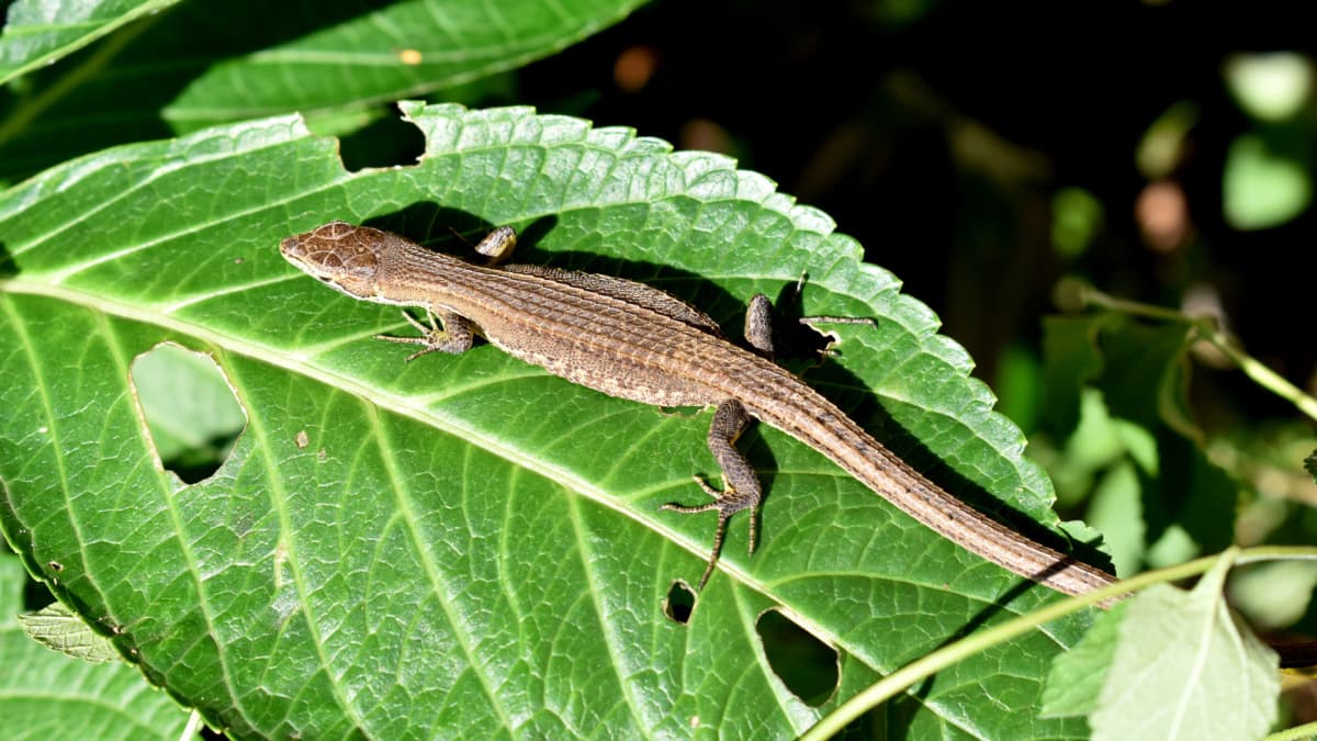 アジサイの葉の上で日向ぼっこのカナヘビ20190912（キャッチ画像）