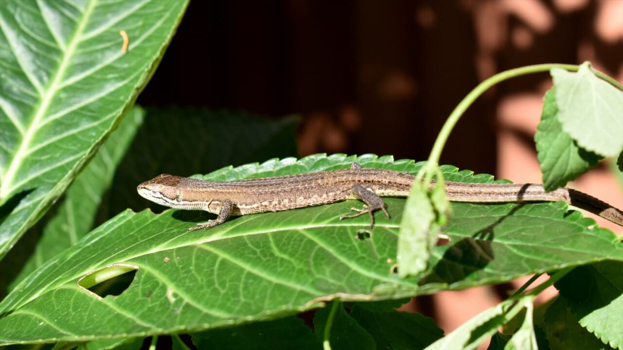 アジサイの葉の上で日向ぼっこのカナヘビ20190912-2