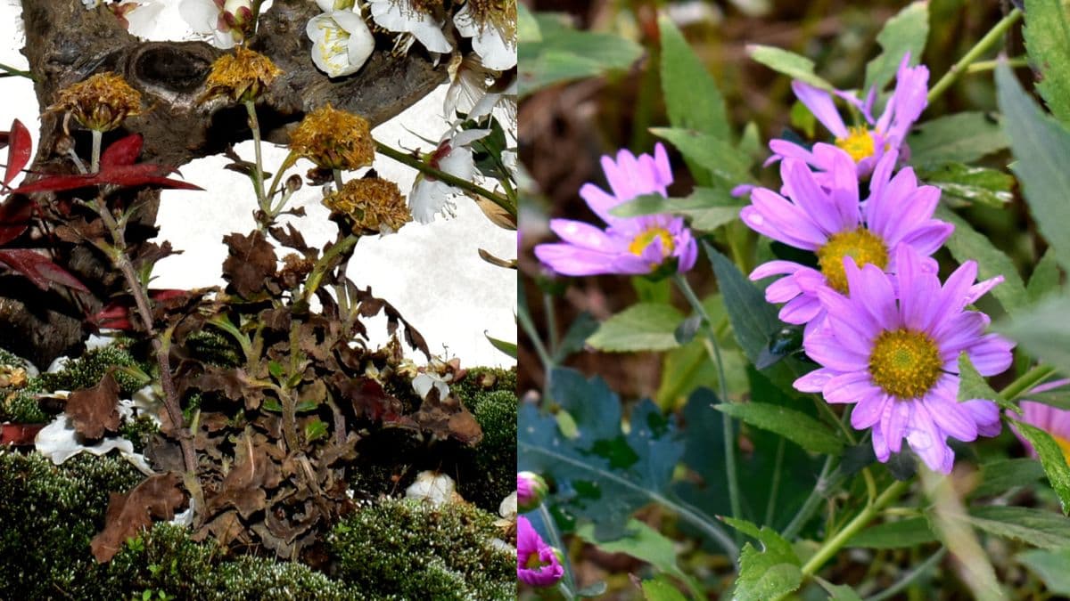 寒菊2021キャッチ画像