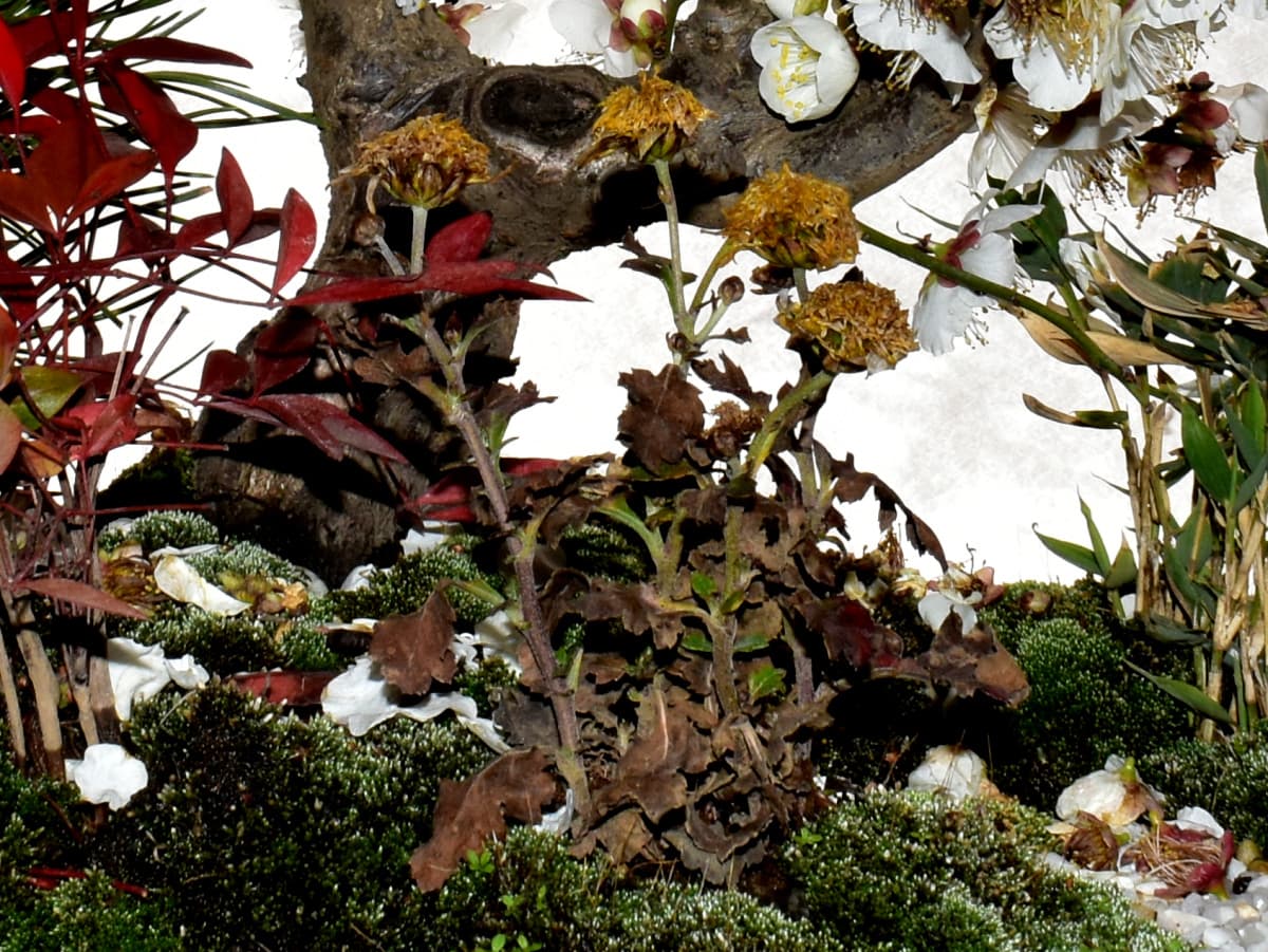 盆栽鉢の中で枯れている寒菊20210216