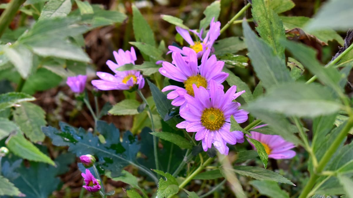 寒菊20211108-1ピンクの奇麗な花