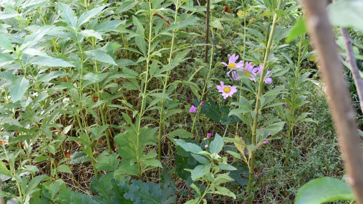 寒菊20211108-2藤袴の中でひっそりと咲く