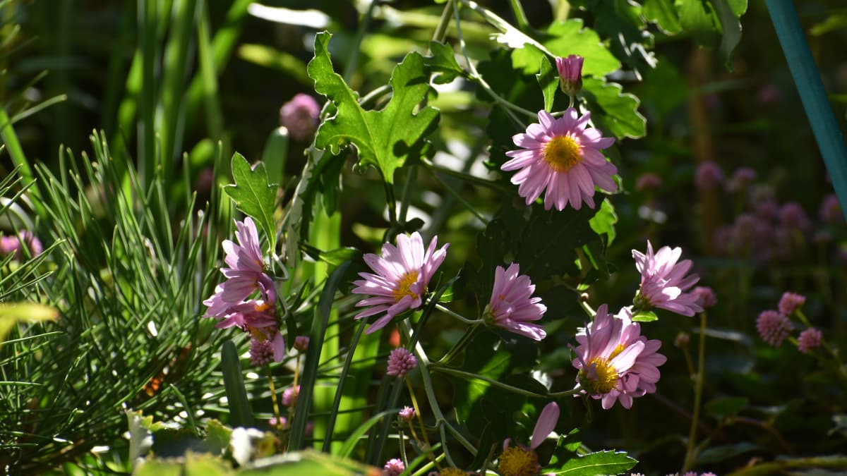 復活の寒菊20211114
