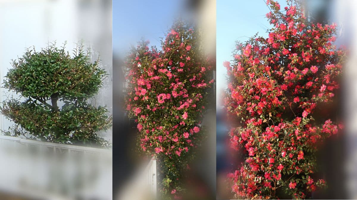 立寒椿１０年の変化