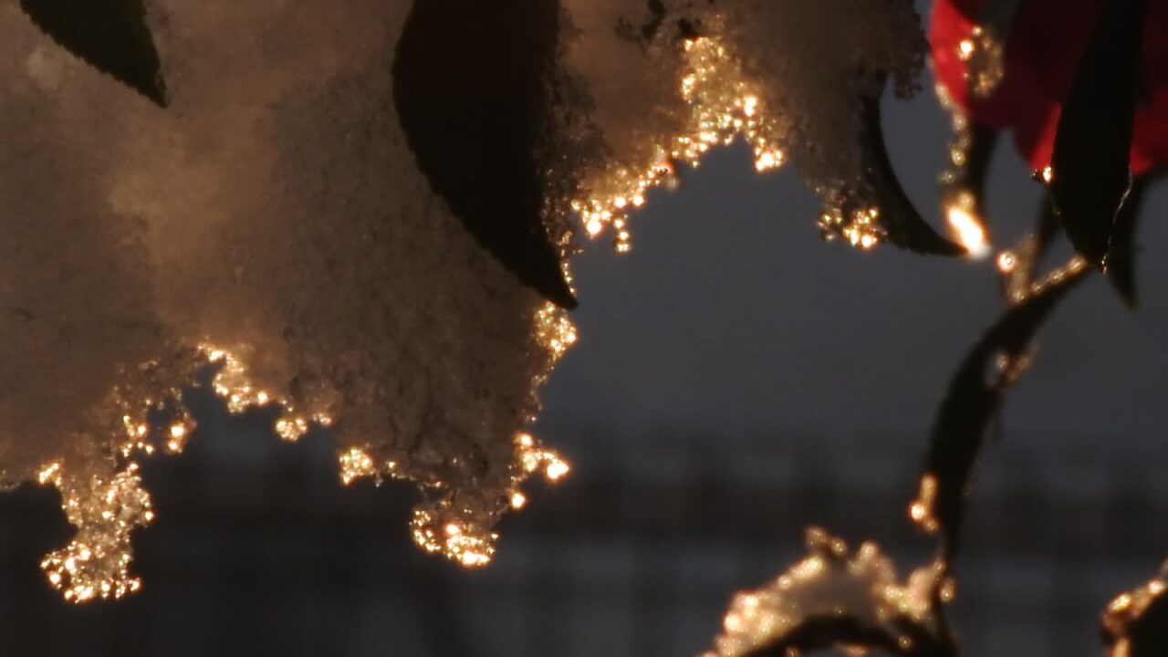 立寒椿2018123-3（朝日さして雪の端光る）