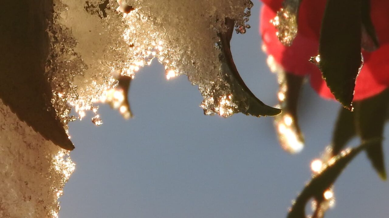 立寒椿2018123-3（雪氷光る）