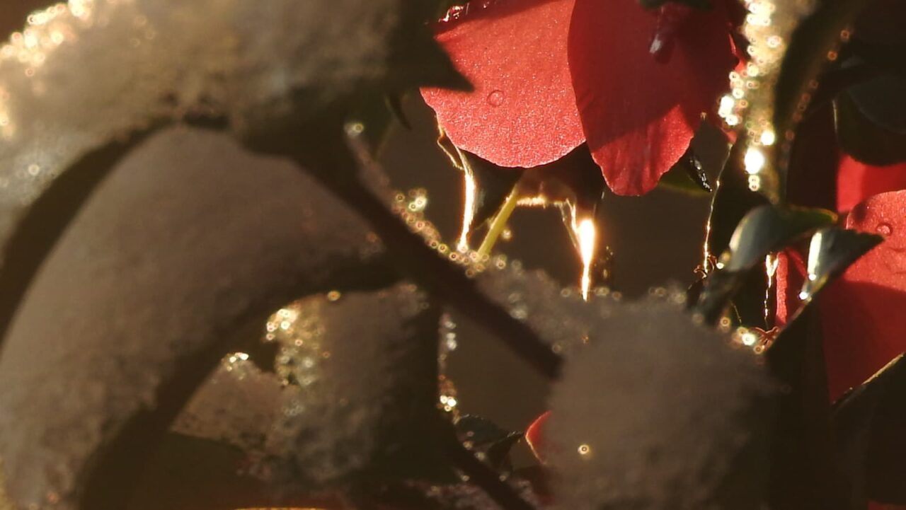 雪の立寒椿20190123-4（オーブあり）