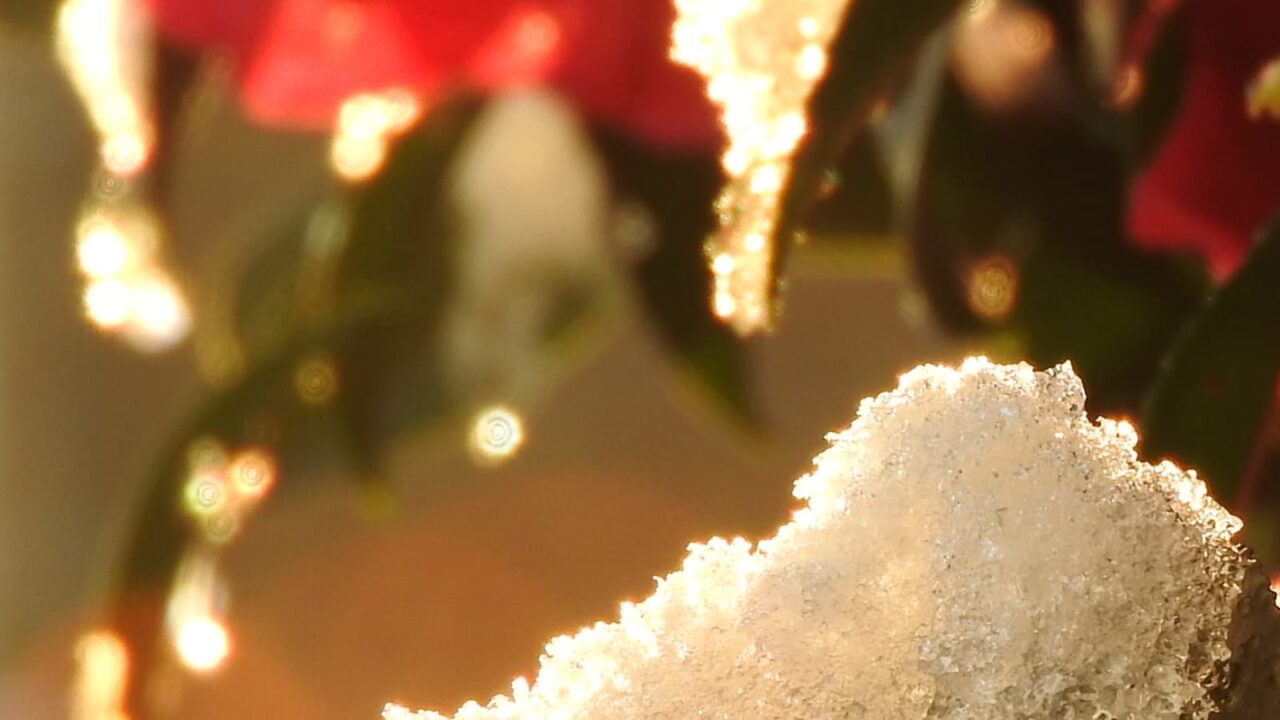雪の立寒椿20190123-5（オーブあり）
