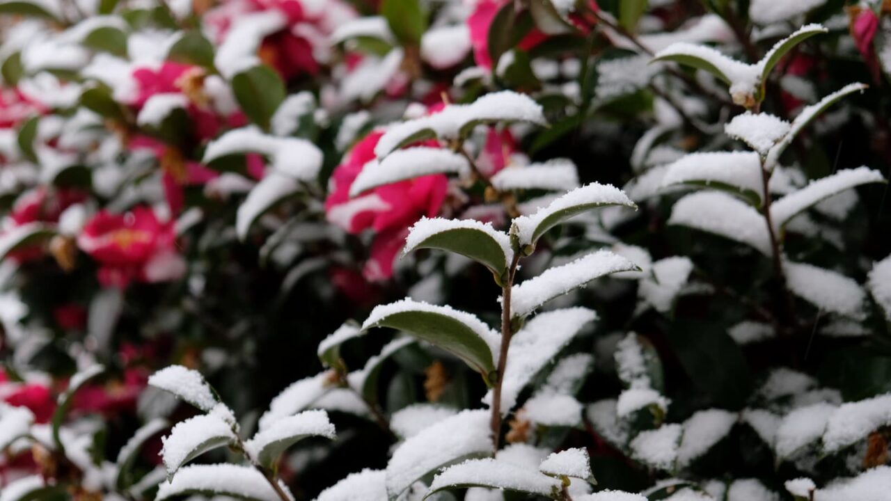 立寒椿20190209（純白の雪の中にお点在する赤）
