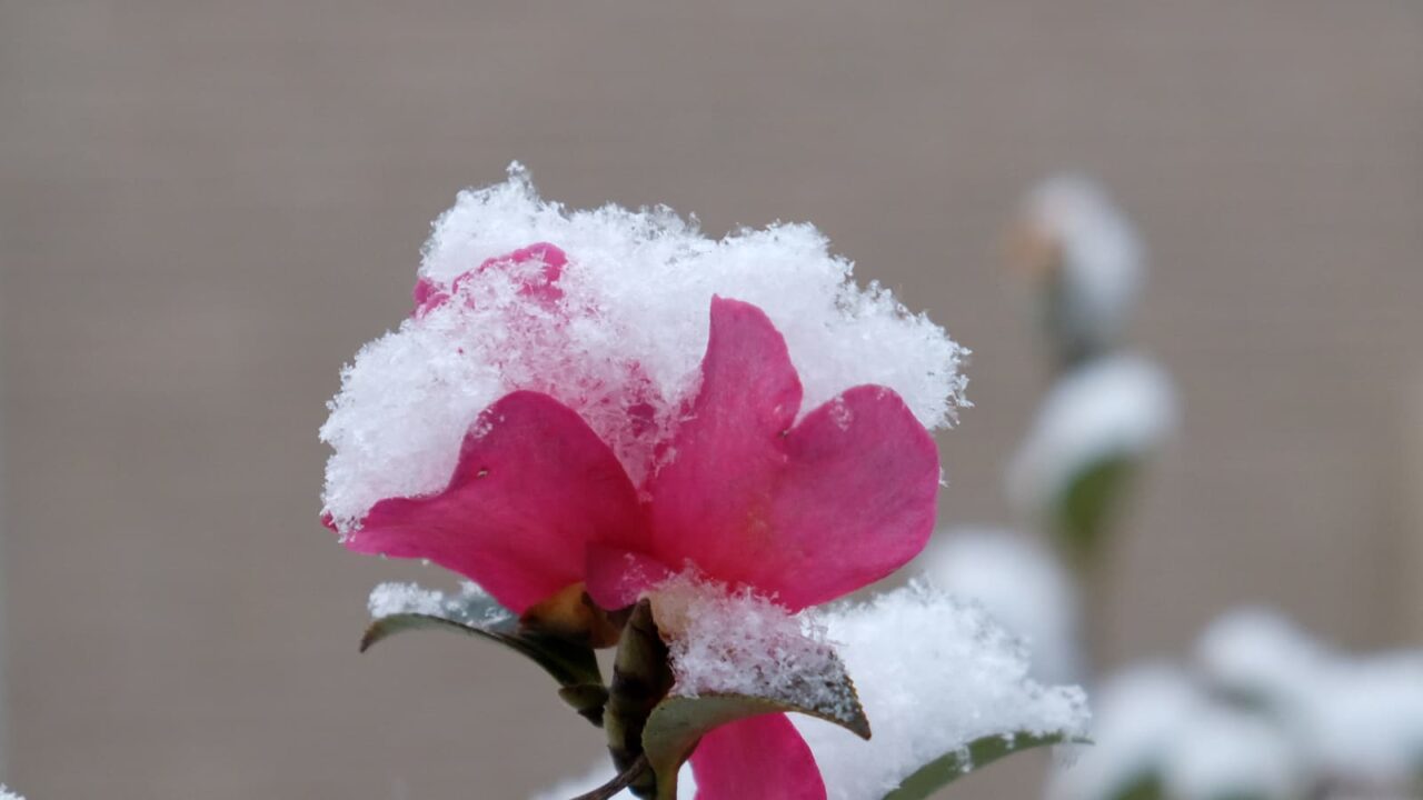 立寒椿20190211-1（純白の雪を頂く花弁）
