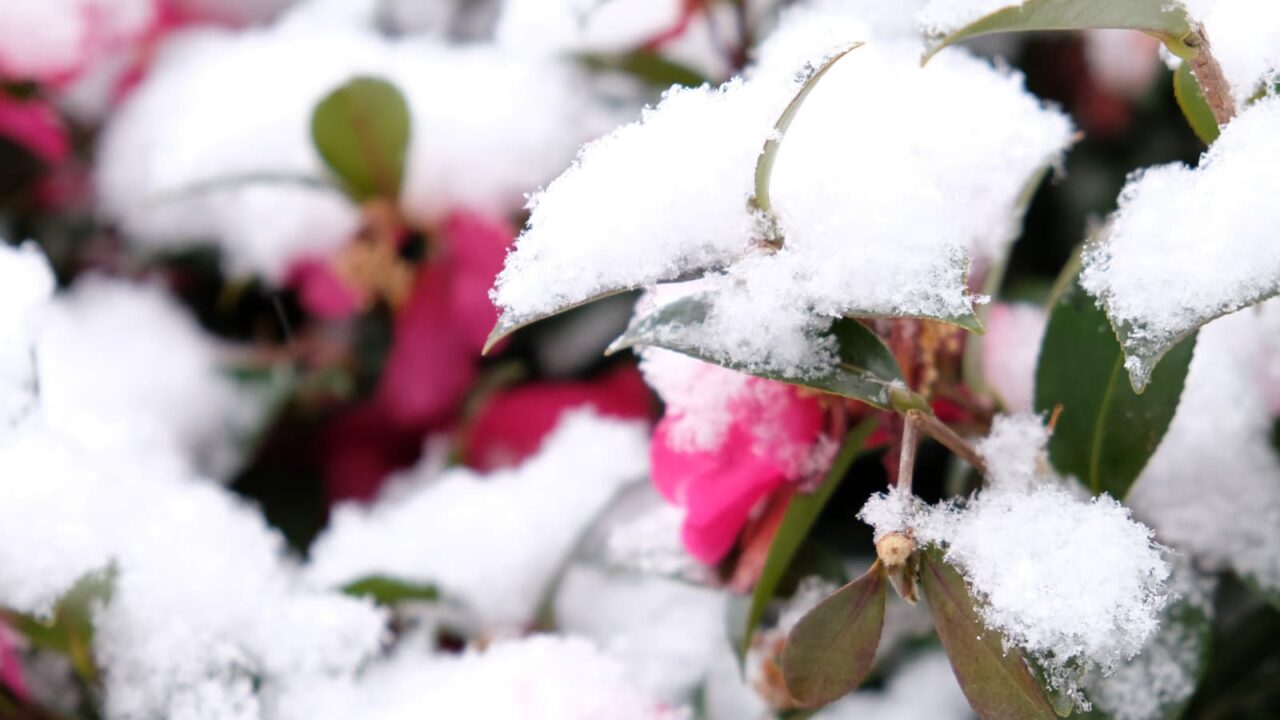 立寒椿20190211-3（純白の雪の中）