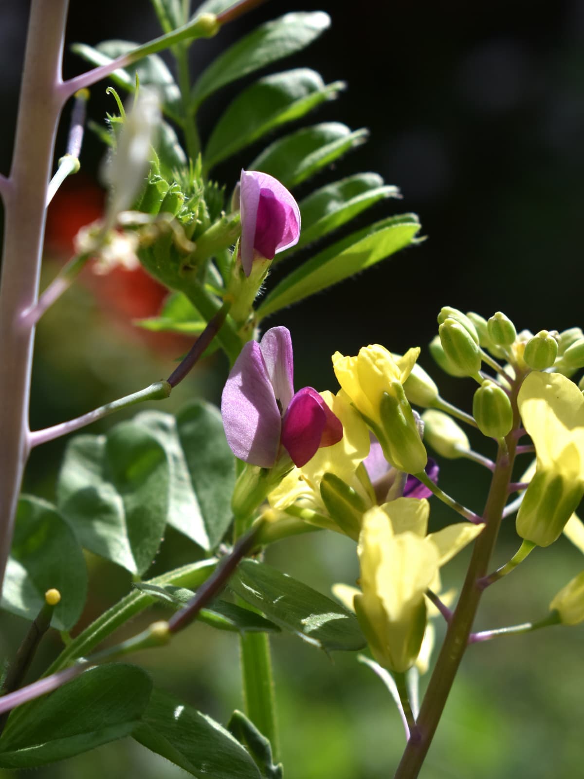 カラスノエンドウの花202204-10