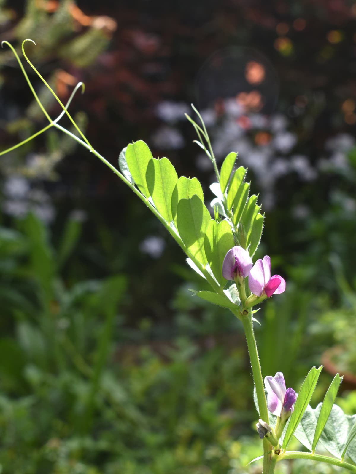 カラスノエンドウの花202204-11
