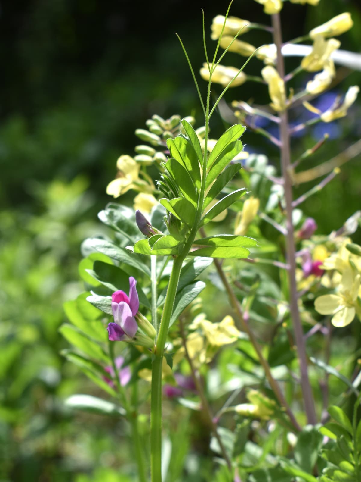 カラスノエンドウの花202204-8