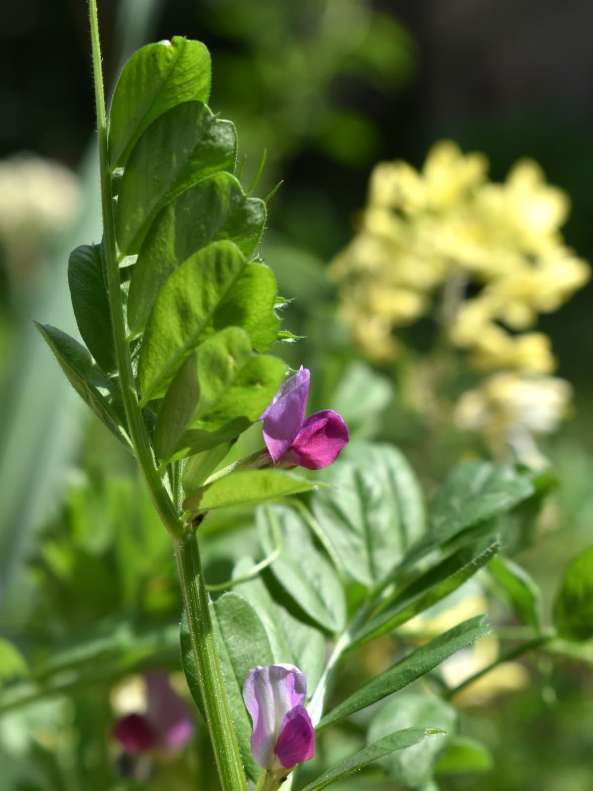 カラスノエンドウの花202204-9