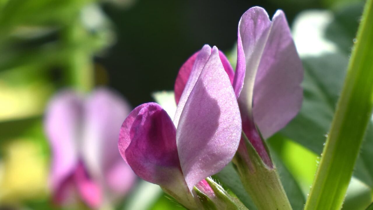 カラスノエンドウの花弁（拡大）202204